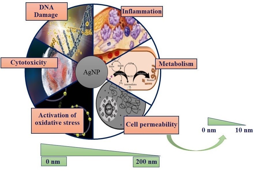 Characterization and potential applications of silver 